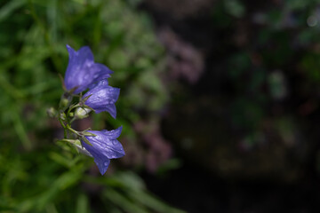 Blue bellflower with raindrops on the plant outdoors – top view.