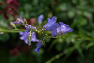 Blue bellflower with raindrops on the plant outdoors – top view.