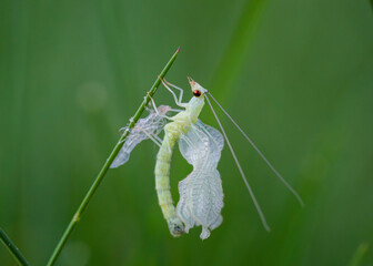 Green lacewing drying wings after molting