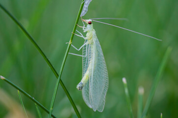 Green lacewing fully emerged from molting