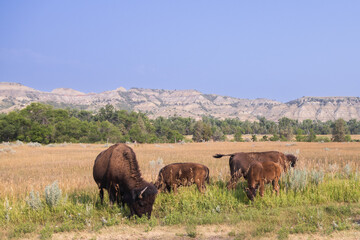 Bison herd at Theodore Roosevelt National Park, South Unit, North Dakota, USA
