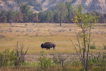 Fototapeta premium Bison at Theodore Roosevelt National Park, South Unit, North Dakota, USA