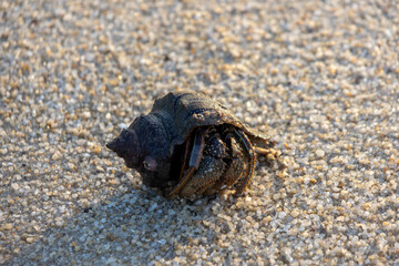 Hermit crab move toward the sea