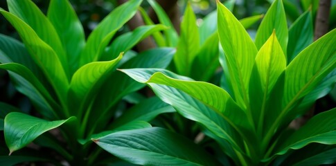 Obraz premium Lush green pandanus plant leaves in a tropical garden setting, outdoor, environment