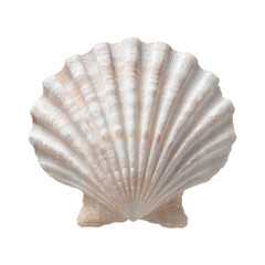 White Elegant Sea Jacobean Scallop PNG Transparent