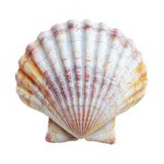 White Elegant Sea Jacobean Scallop PNG Transparent