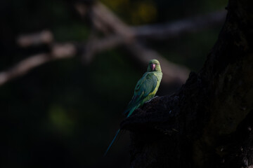 A vibrant Green parrot, a rose ringed parakeet perched on a dark tree trunk against a softly blurred dark background.
