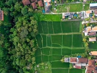 Aerial view of lush green rice terraces and tropical forest in Ubud, Bali, Indonesia. Farmers...