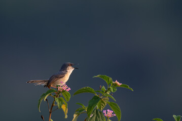 A small, vibrant tailorbird perched on a branch, caught mid song or call with its beak open, against a soft, blurred background.