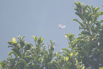 A delicate white and black spotted butterfly gracefully hovers near the top of a lush green plant...