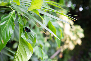 Rare Atala butterfly on a tropical plants in Florida garden. Black and blue butterfly with red...