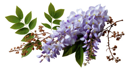 Wisteria Blossom Serenity: Delicate wisteria blooms cascade from a branch, a symbol of grace and tranquility. The image captures the exquisite beauty of nature's artistry