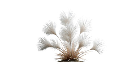 Ornamental Grasses: A captivating composition of fluffy, white ornamental grasses, gracefully sway and dance, exhibiting soft textures. It is perfect for a natural-themed project. 