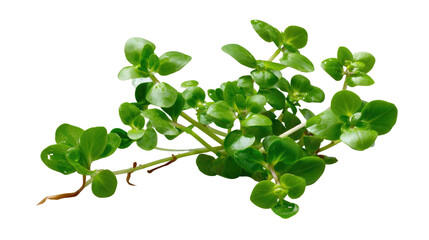 Water Bacopa Fresh Bunch: A vibrant bunch of fresh water bacopa, showcasing its lush green leaves and delicate stems. Perfect for adding a touch of natural beauty to your designs.