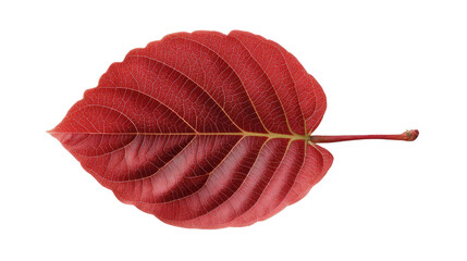Autumnal Crimson Leaf: An isolated close-up showcases a vibrant red leaf with detailed veining, representing the season's transformative beauty and the essence of nature's artistry.