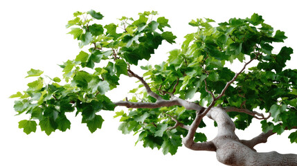 Bonsai Tranquility: A close-up shot of a meticulously pruned bonsai tree, exhibiting intricate branches, lush green foliage, and the embodiment of serenity and natural elegance.