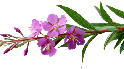 Delicate bloom of Fireweed on White: A serene shot of fireweed blossom with vibrant pink petals on a branch with green leaves.