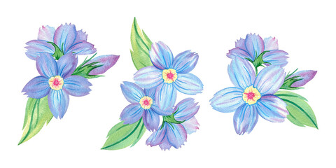 Fototapeta premium Forget-me-not flower, elegant bouquet, composition Myosotis, abstract fantasy blue flower, wildflower, herb, garden plant, botany, floral illustration. Hand drawn watercolor set of isolated objects