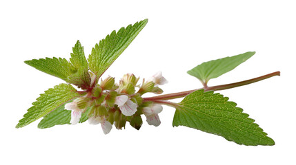 Delicate Flora: A captivating close-up reveals the intricate beauty of a vibrant plant, showcasing its delicate leaves and a cluster of blooming flowers in a fresh, bright environment.