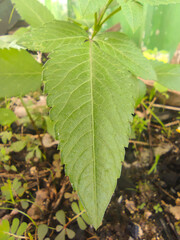 Wild Tropical Plant with Serrated Green Leaves in Backyard Garden. Tropical green plant thriving in moist soil, featuring serrated leaves with a vivid green background