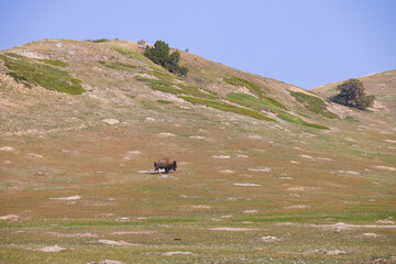 Bison at Theodore Roosevelt National Park, South Unit, North Dakota, USA