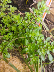 Small Wild Green Plant Growing Among Rocks. Tiny wild plant with dense oval leaves sprouting between rocks and soil, showcasing the resilience and beauty of nature in small, unexpected spaces.