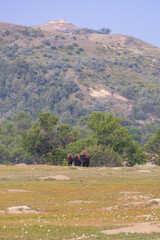 Bison herd at Theodore Roosevelt National Park, South Unit, North Dakota, USA