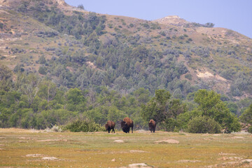 Bison herd at Theodore Roosevelt National Park, South Unit, North Dakota, USA