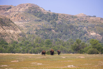 Bison herd at Theodore Roosevelt National Park, South Unit, North Dakota, USA