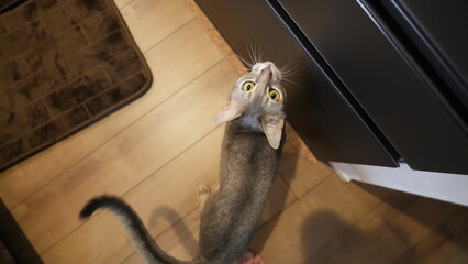 アビシニアンがご飯をねだる