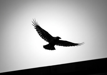 Obraz premium Raven in Flight: Black and White Silhouette Against Soft Sky