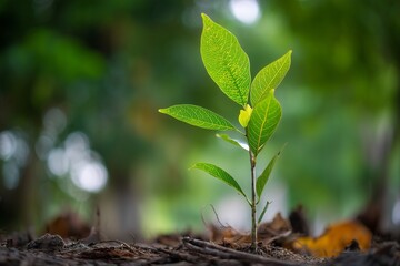 Close up shot of a small plant with bright green leaves growing in the forest with a blurred background