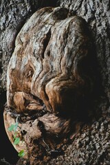 Textured Tree Knot and Bark Close-Up in Natural Environment