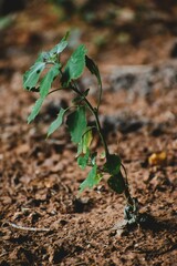 Young Green Plant Sprouting from Dry Soil in Natural Sunlight
