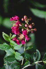 Bright Pink Flower and Budding Stem with Green Leaves in Natural Light