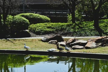 Ducks Outside Near the River
