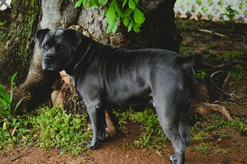 Smoke Gray Dog Standing Outside in front of a Tree