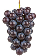 A cluster of dark purple grapes hanging naturally isolated on white or transparent background. PNG format.