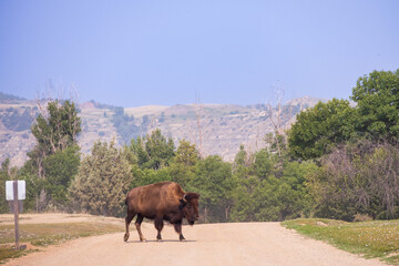 Bison crossing a gravel road at Theodore Roosevelt National Park, North Dakota, USA