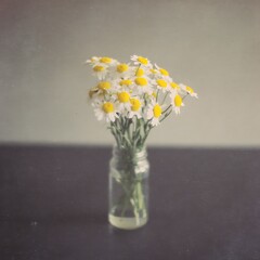 Daisies in glass on dark table