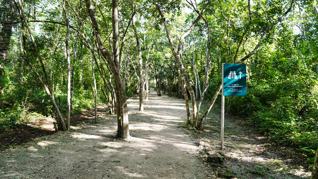 Tropical rain forest trees line the approach path to the  Late Classic Mayan site of Ek Balam, meaning Black Jaguar or Star Jaguar near Valladolid,Yucatan,Mexico