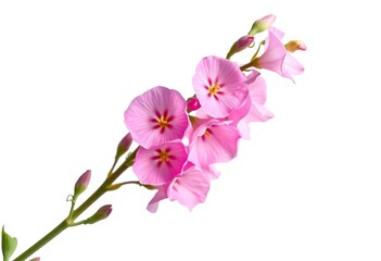Single pink snapdragon stem, blossoms isolated on white,  detail,  vibrant