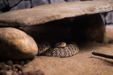 Cobra escondida