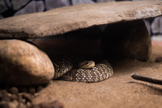 Cobra escondida