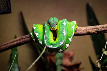 Cobra Papagaio