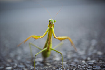 カマキリ