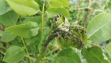 Plant Leaves Infested By Aphids