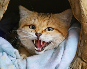 Sand Cat Growls from Blanket Nest