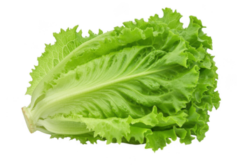 Fresh green lettuce leaf with serrated edges isolated on transparent background