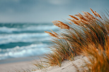 Beach Grass Swaying in the Wind on a Sand Dune with Soft Sky and Blurred Ocean